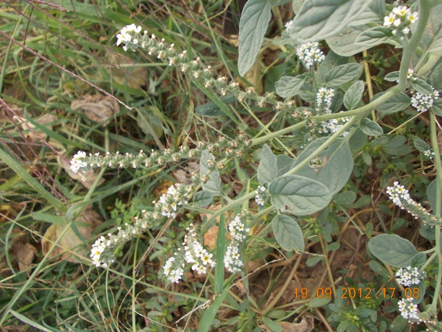 bella infestante - Heliotropium europaeum